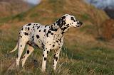 DALMATIEN 466